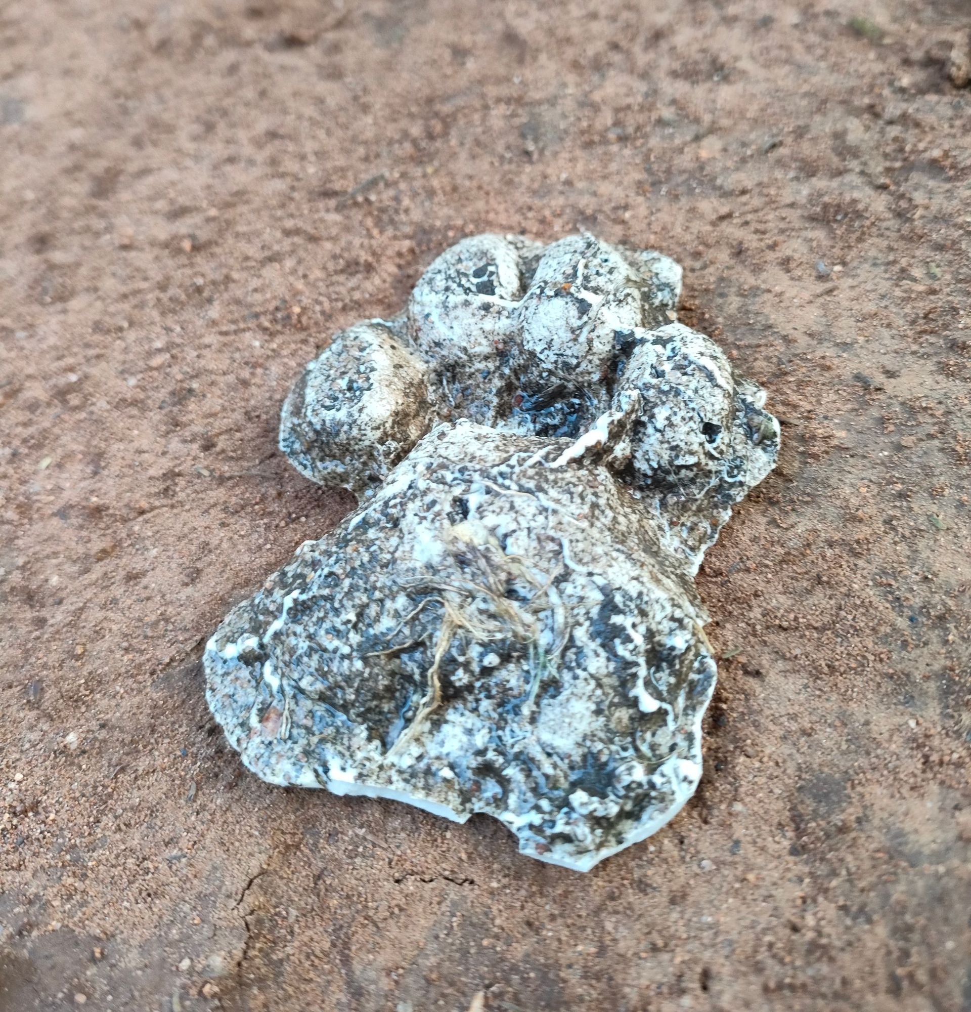 Leopard track