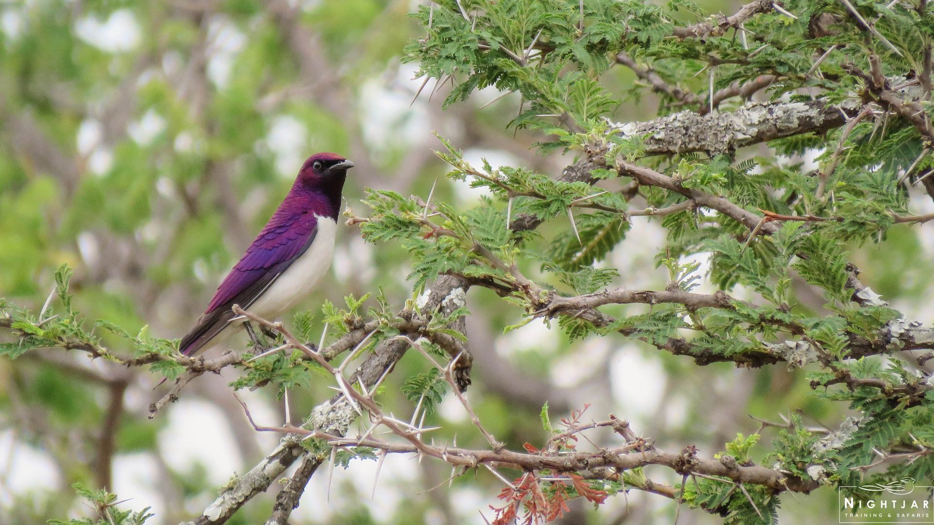 Violet-backed Starling