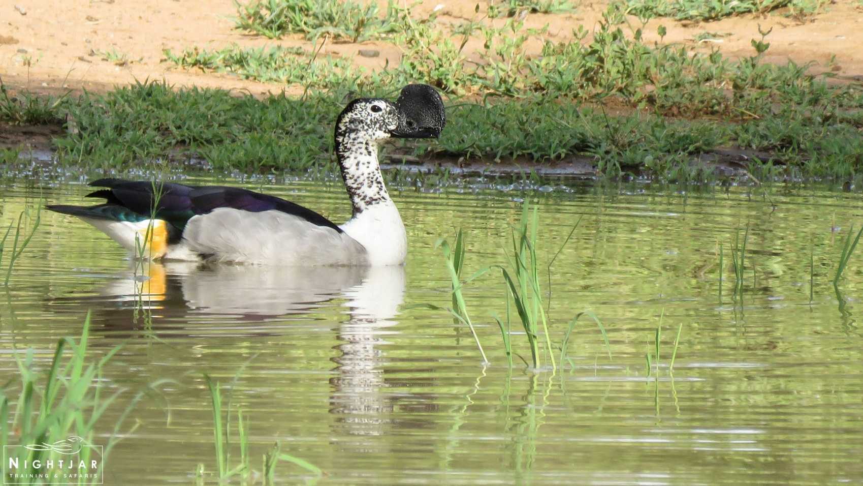 Knob-billed Duck