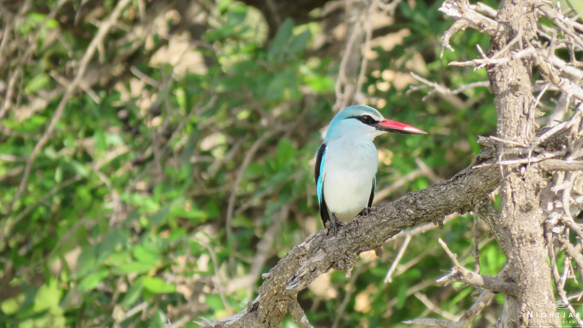 Woodland Kingfisher