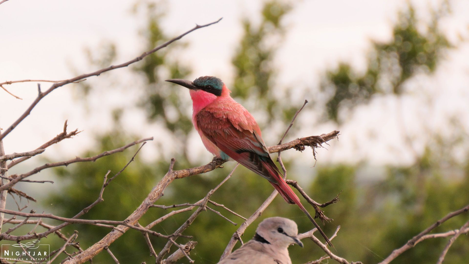 Southern Carmine Bee-Eater