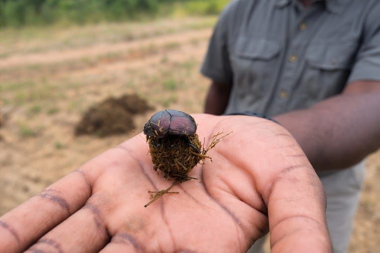 Dung beetle