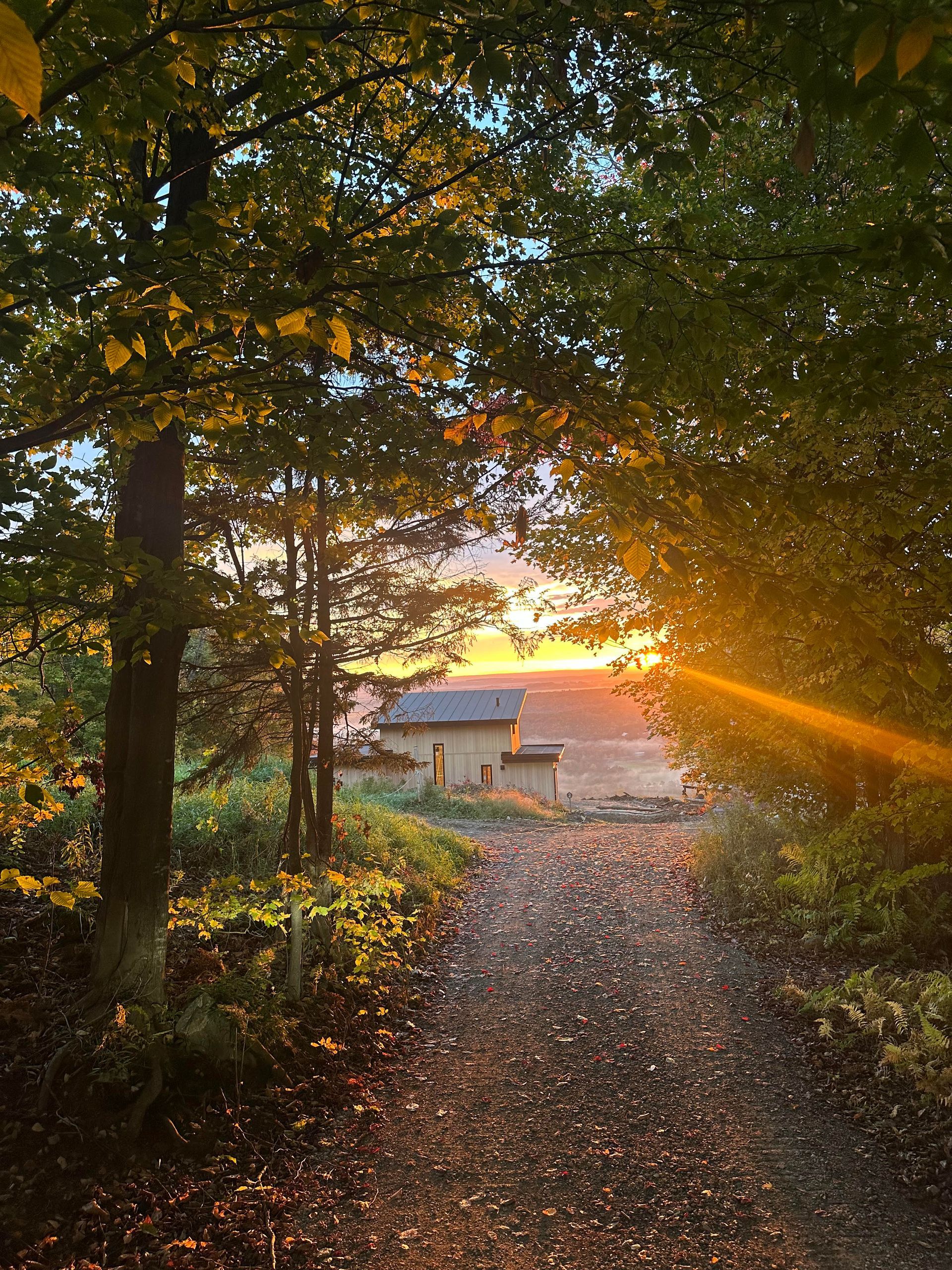 Chemin à travers les arbres au coucher du soleil, menant à un petit bâtiment ; des traînées de lumière dorée filtrent à travers les feuilles.