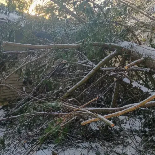 Snow-covered fallen tree branches tangled across a wooded area at dusk