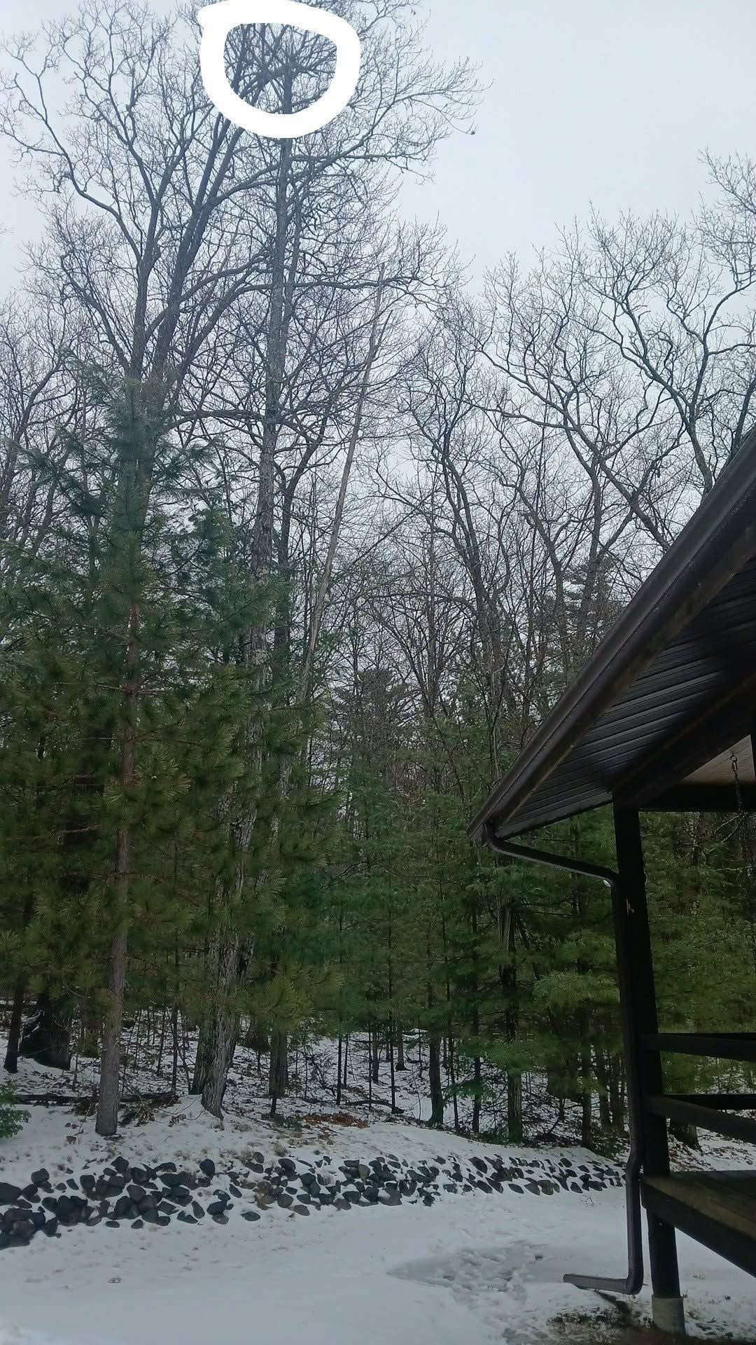 Snow-covered forest with bare trees and a pavilion roof on the right under an overcast sky