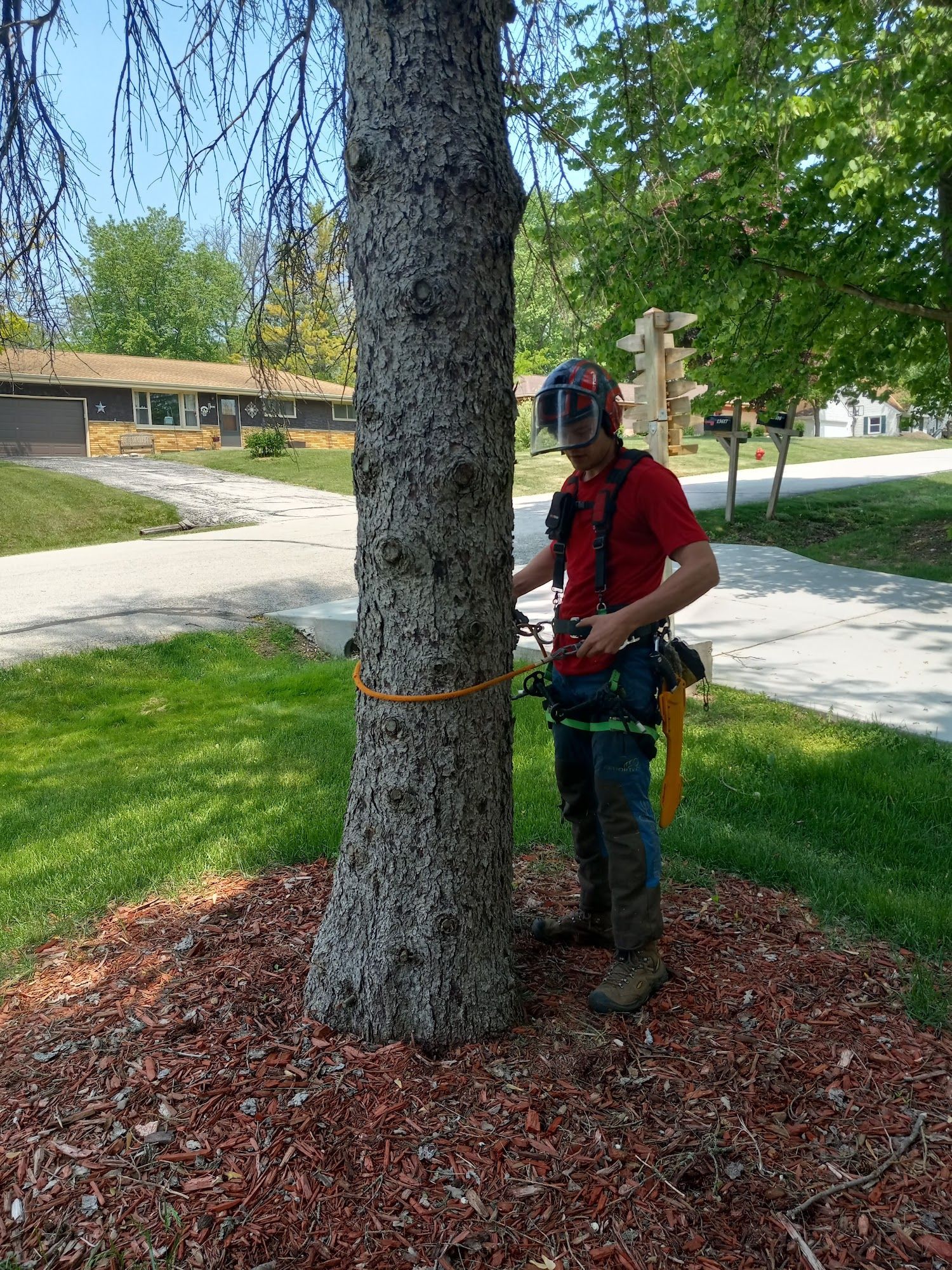 Person in red safety gear stands beside a tree on a grassy lawn with a harness line wrapped around the trunk.