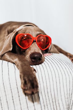Brown dog wearing red heart-shaped sunglasses, resting on a striped cushion