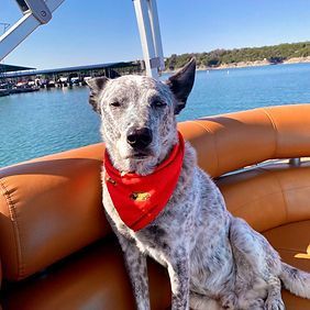 A dog wearing a red bandana is sitting on a boat.