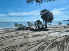Sandy beach with tire tracks, palm trees, and calm blue ocean under a clear sky