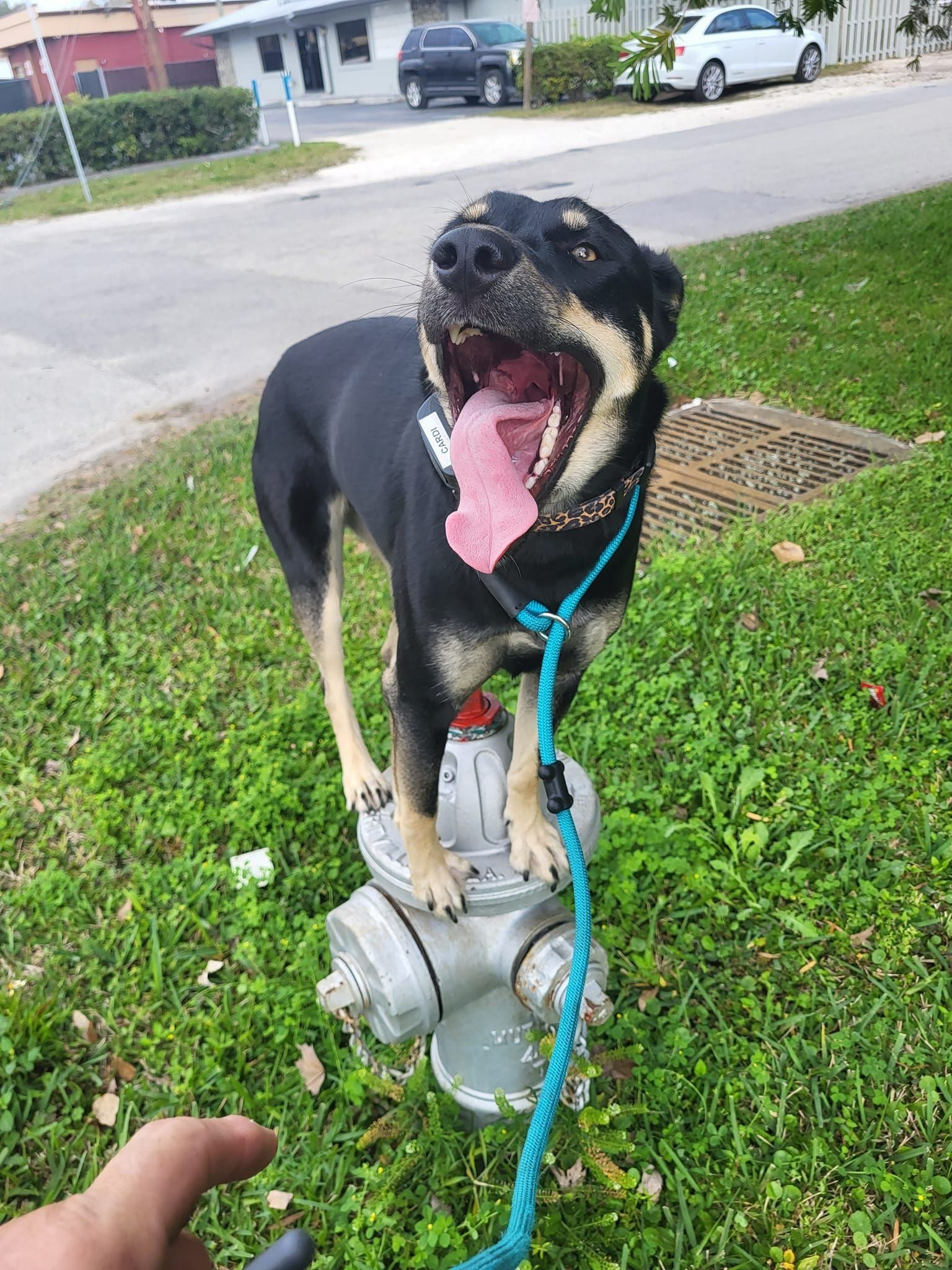 A dog is standing on top of a fire hydrant with its mouth open.