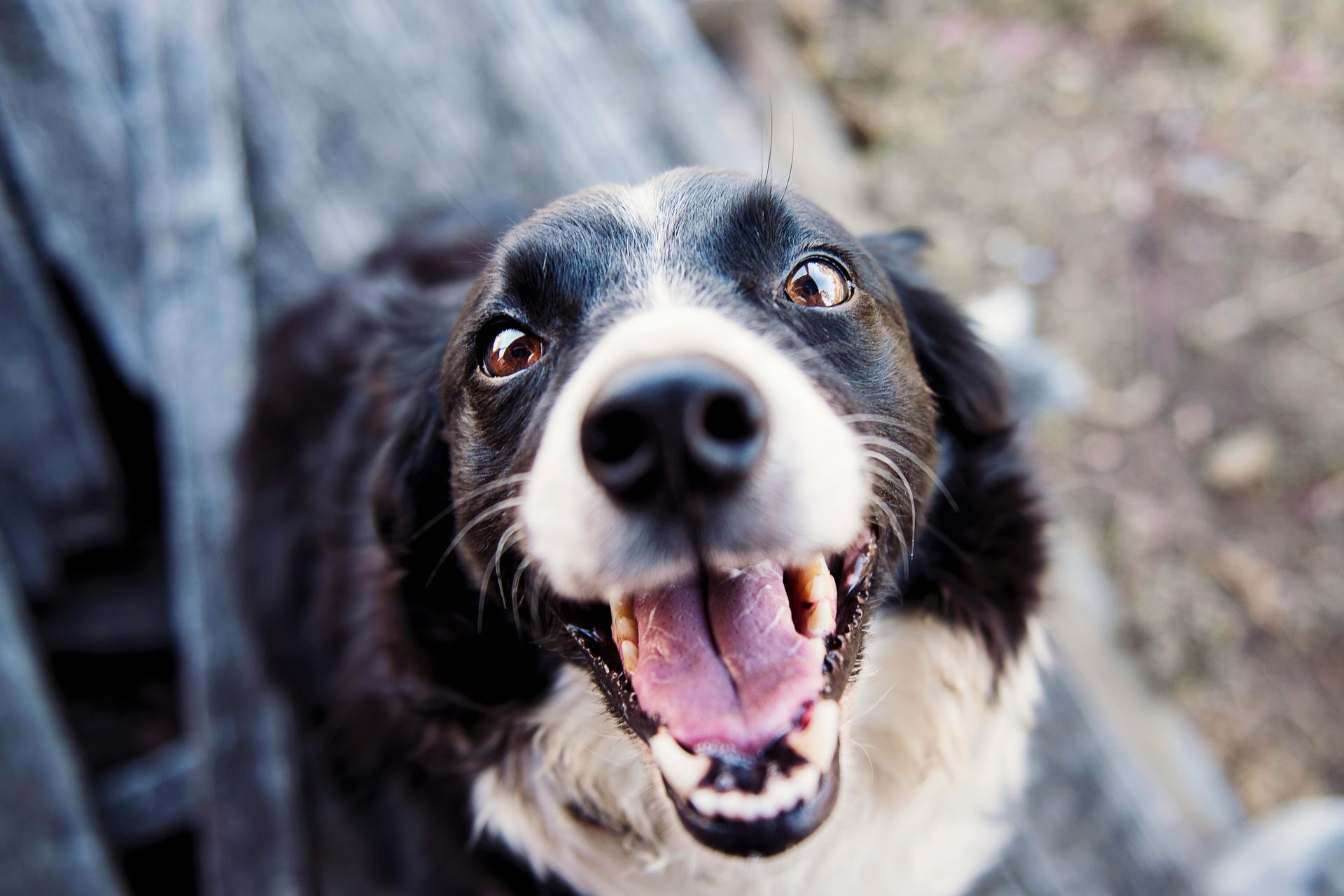 A black and white dog is looking up at the camera with its tongue hanging out.