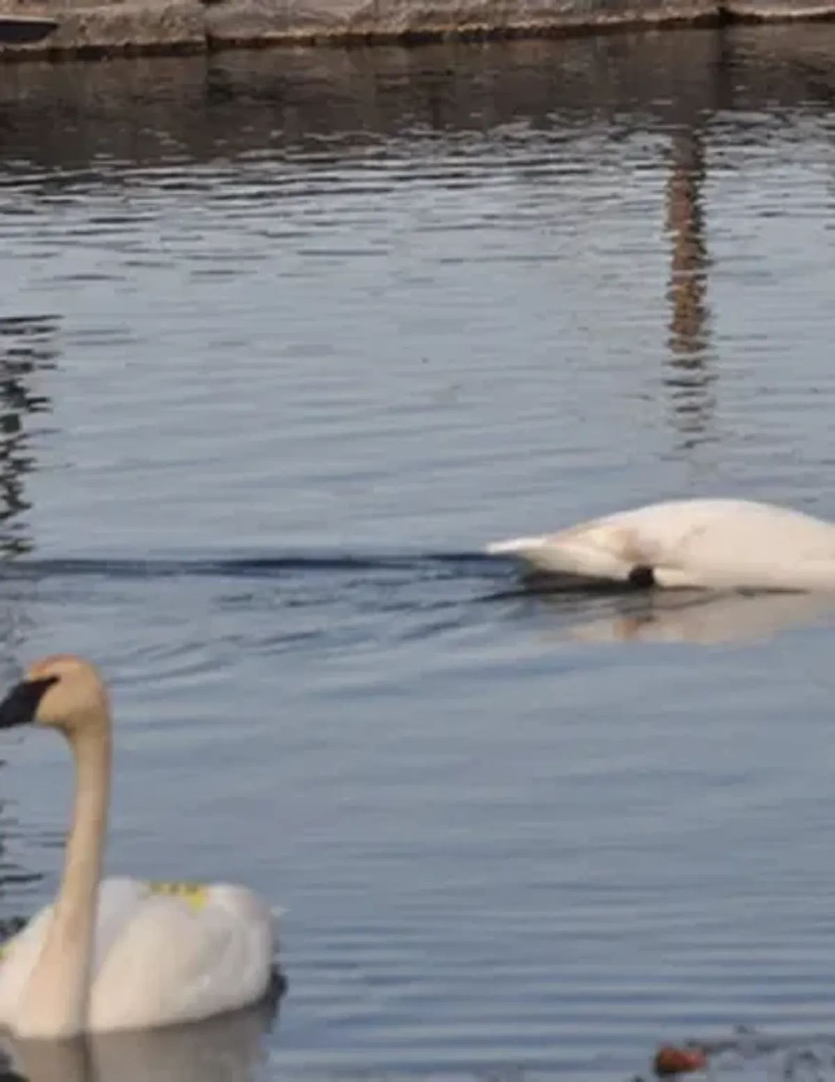 Two swans floating in calm water near a rocky shoreline
