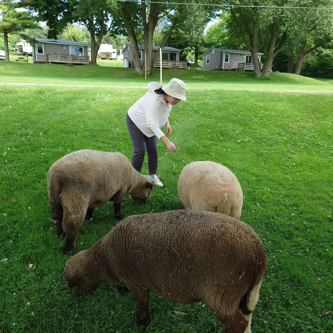 Person feeding three sheep on a grassy lawn near houses