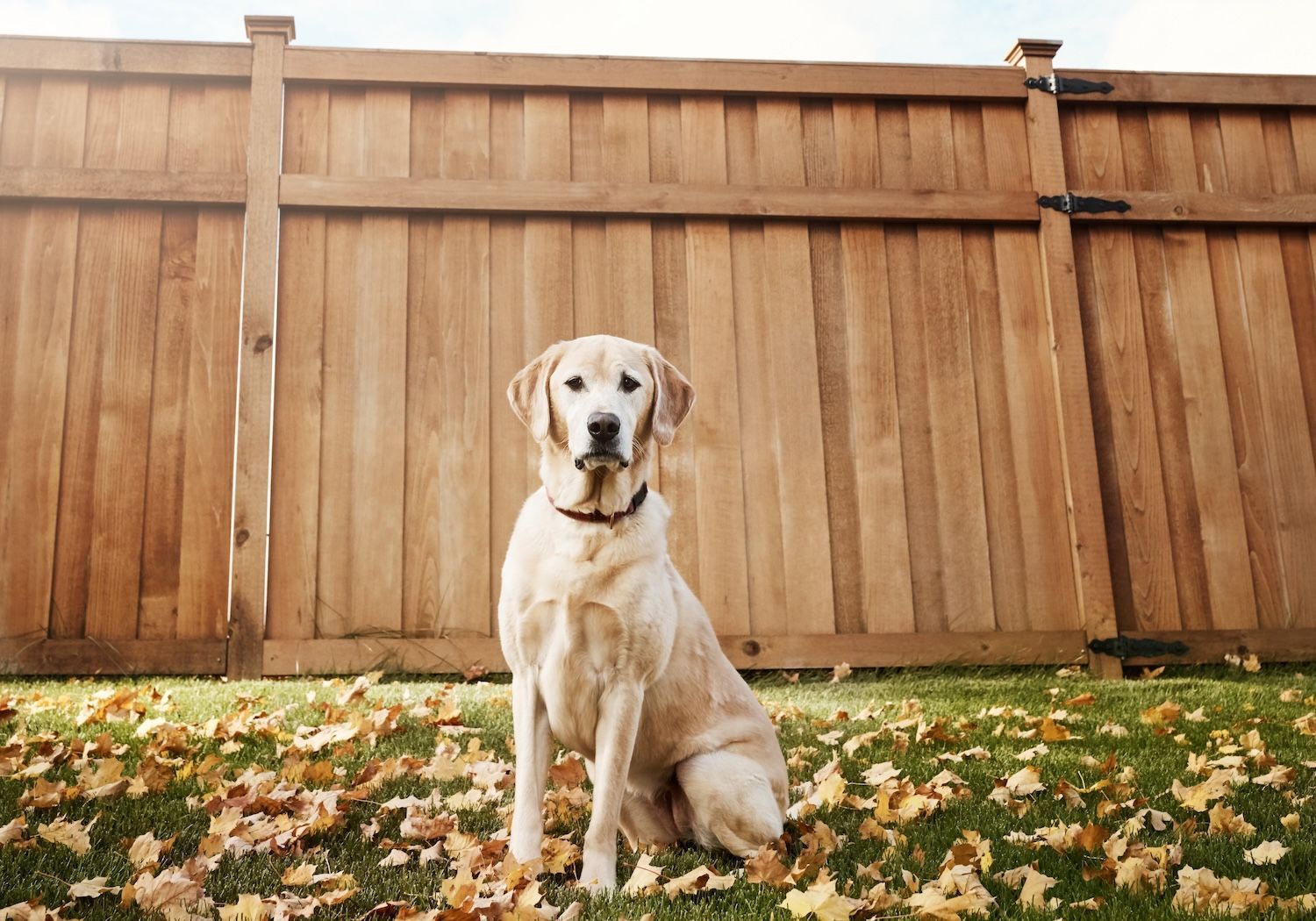 Dog in front of. redwood fence - best fencing solutions to keep your pets safe