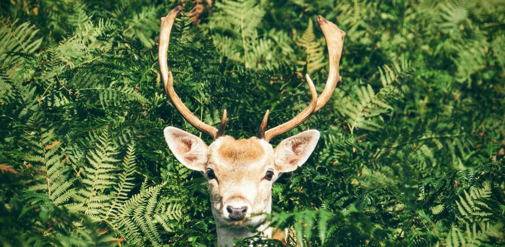 Benefits of installing an invisible deer fence
