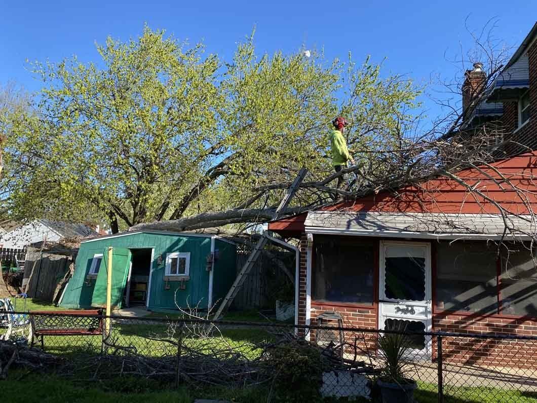 Person in green shirt trims a tree over a house and shed.
