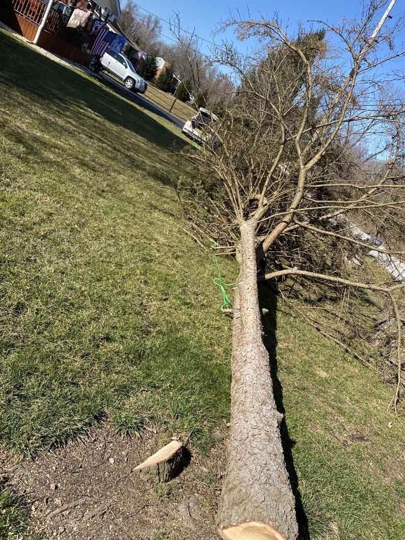 Felled tree trunk on a grassy hill.  Sawed section and part of the tree in the foreground. Houses and cars in the background.