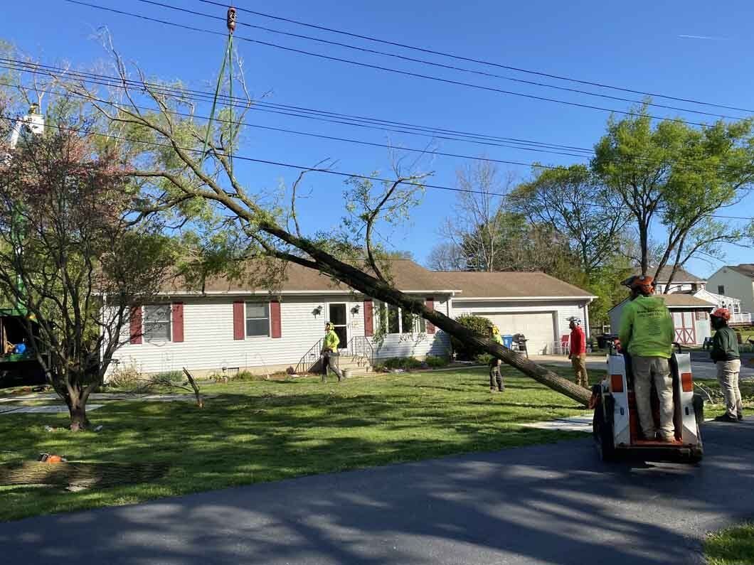 Tree being removed from power lines and a house. Men in safety vests use equipment on a sunny day.