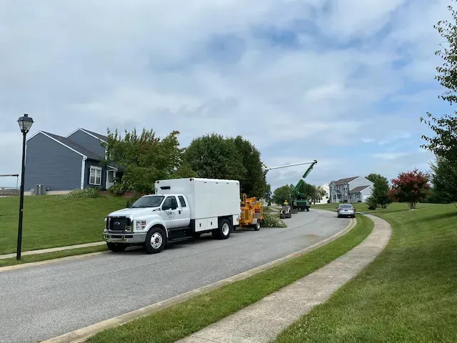 Tree service trucks removing branches on a residential street under a cloudy sky.