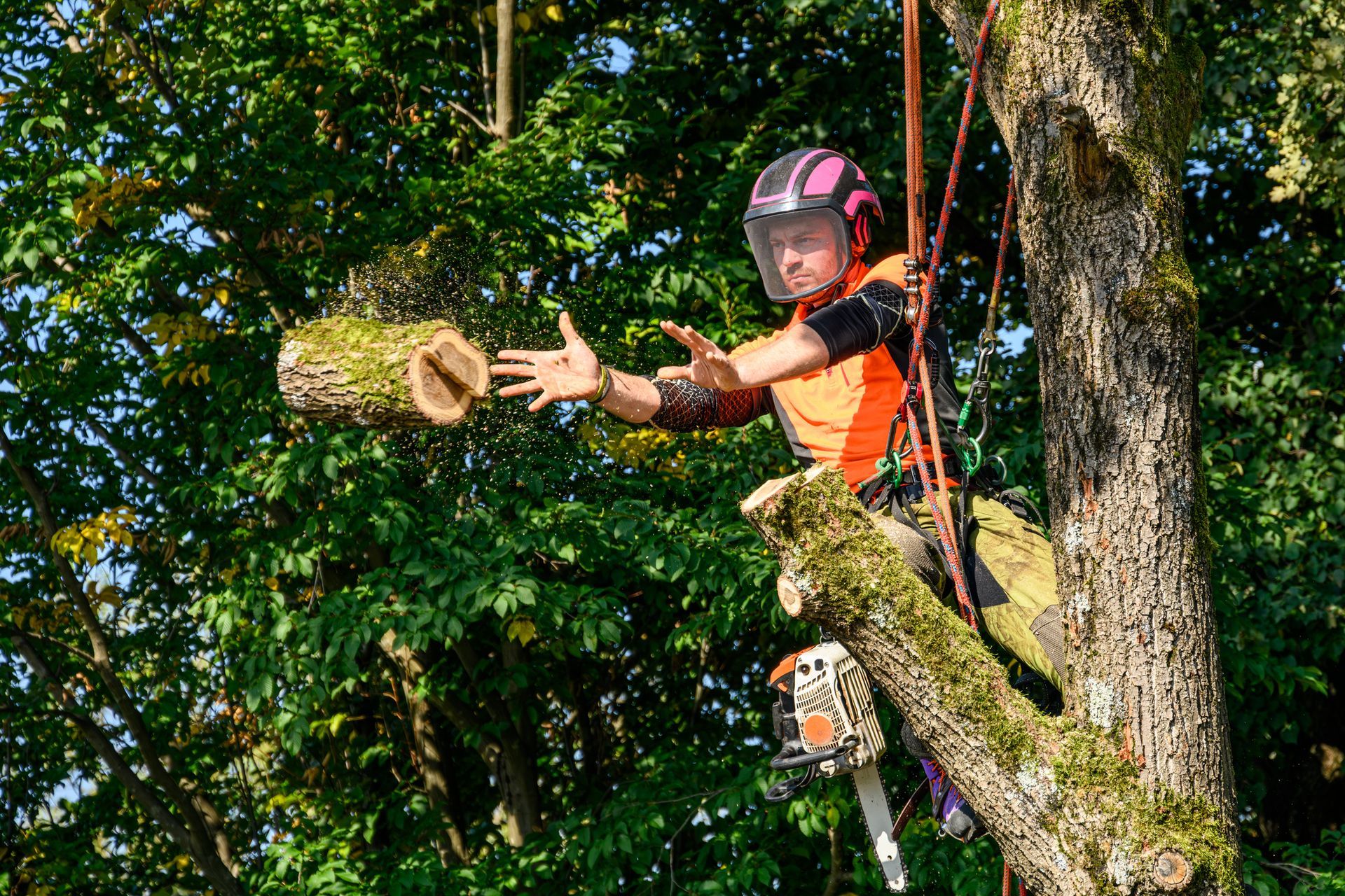 A professional logger is removing an oak tree branch.