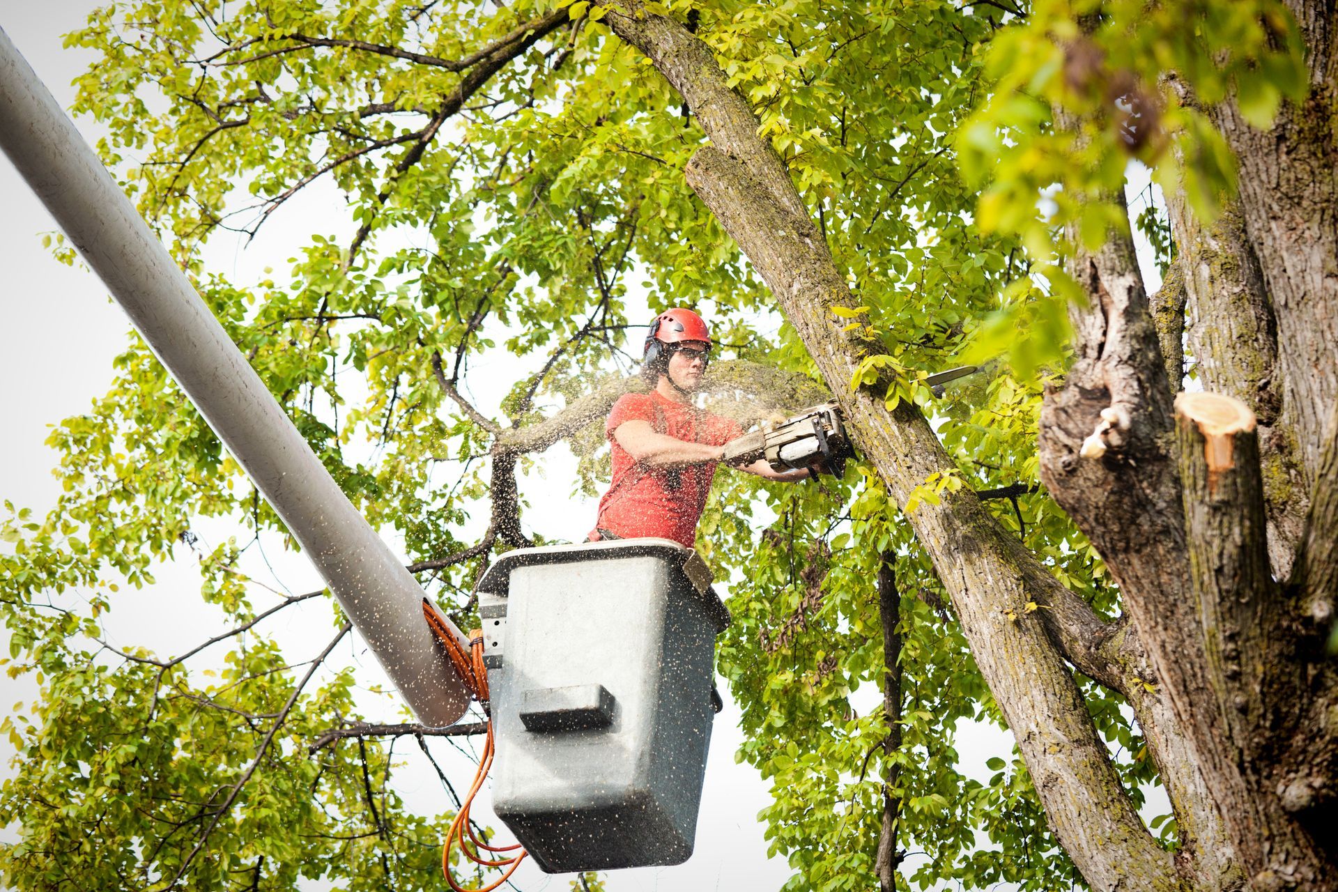 A tree arborist, from a tree service company, removing a tree branch with a chainsaw.