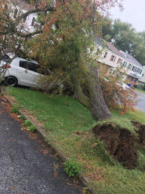 White car crushed by fallen tree on a grassy lawn next to a sidewalk and houses.