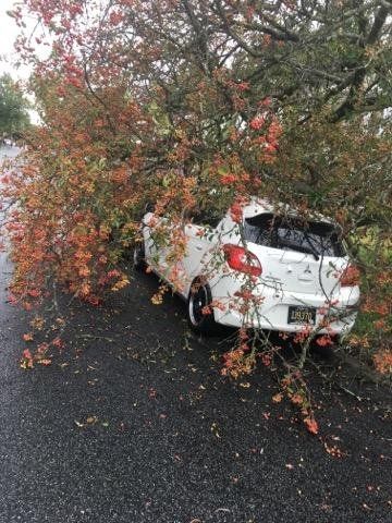 White car crushed by tree branches with red and orange leaves.