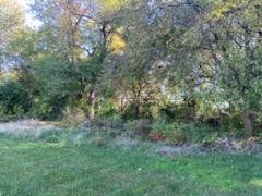 Grassy area in front of a line of trees with green and yellow foliage.