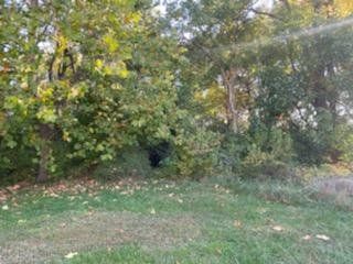 Green trees with dense foliage border grassy area. Sunlight streams through the branches.