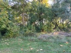 Lush green foliage bordering grassy area, dappled sunlight, fall leaves.