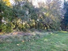 Grassy field with trees in the background, lit by sunlight.