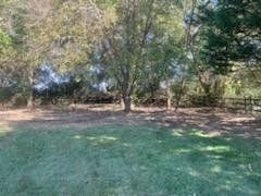 Green grassy yard with trees and a wooden fence in the background. Sunny day.