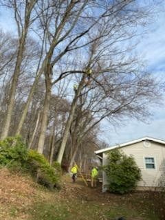 Arborists trimming a large tree near a house. One is in the tree, two on the ground. Overcast day.