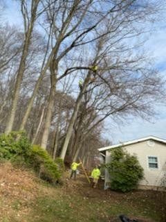 Tree service workers trimming a tall tree next to a house on a hillside.