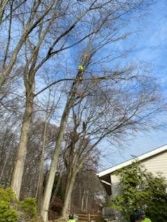 Arborist trimming tall tree branches; blue sky, house, and green foliage visible.