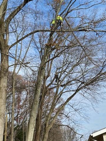 Two tree workers trimming branches in a tall tree on a cloudy day.