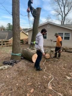 Tree removal: Arborist in a tree, two workers on the ground cutting and preparing for removal near a house.