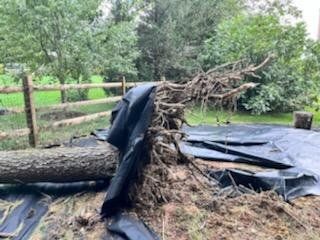 Fallen tree with exposed roots on black tarp near a wooden fence and greenery.