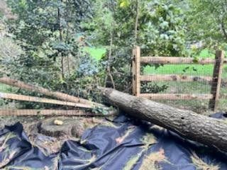 Fallen tree trunk over a split-rail fence and black ground cover in a wooded area.