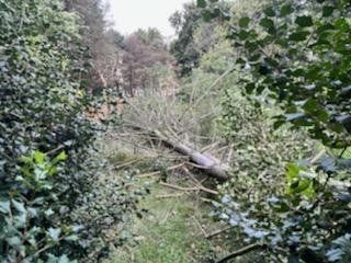 Fallen tree across a grassy clearing in a forest, surrounded by dense green foliage.