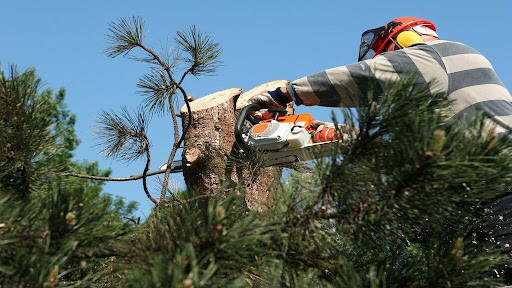 Person using chainsaw to cut a tree branch, wearing safety gear, blue sky background.