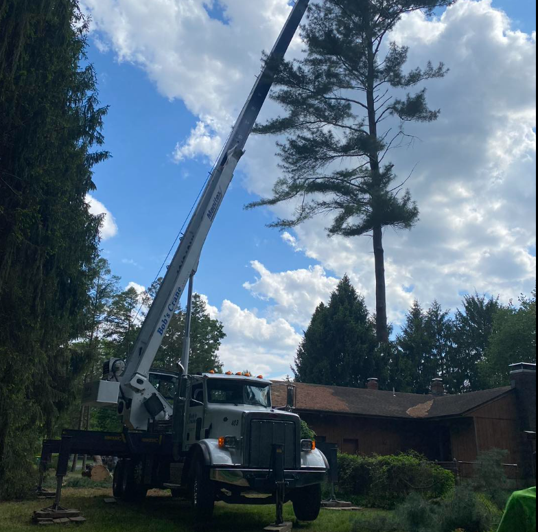 Crane trimming tall tree near a house on a sunny day.
