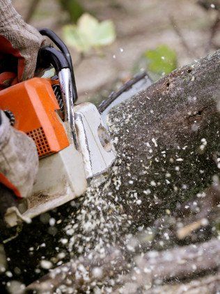 Tree Removal — Newark, DE — C & R Tree Service