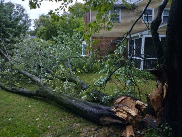 Fallen tree on grass in front of a house. Branches and trunk are on the ground; brick and siding exterior visible.