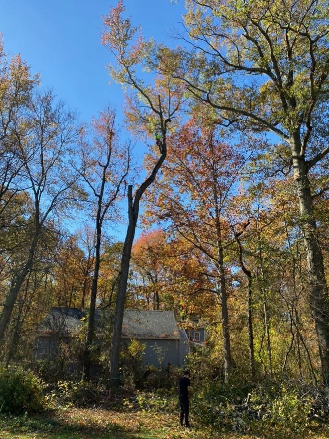 Person stands near a house in a forest; trees with autumn foliage against a bright blue sky.