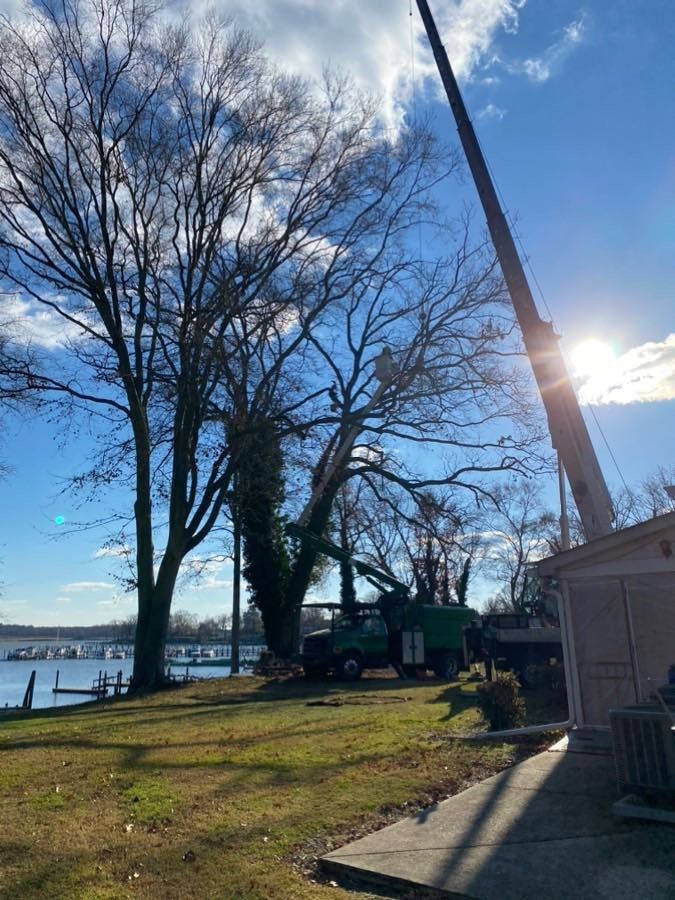 Tree being trimmed by a crane near a waterfront on a sunny day.