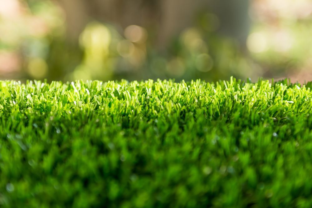 Low-Angle View of Vibrant Green Grass Blades Under Sunlight with A Soft-Focus — Ballina Turf Farm in Goonellabah, NSW