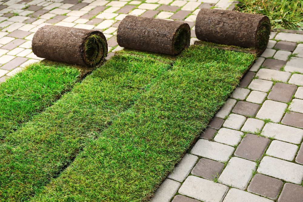 Three Rolls of Sod Placed on A Path of Interlocking Gray Paving Stones — Ballina Turf Farm in Coraki, NSW