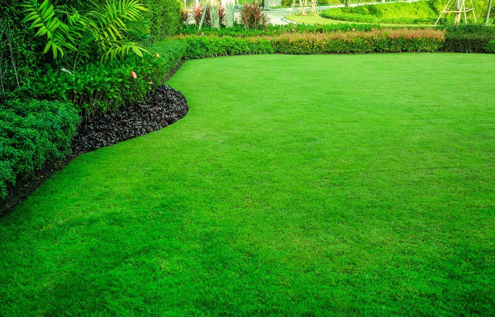 A Lush Green Lawn in a Garden With Bushes and Trees — Ballina Turf Farm in Wardell, NSW