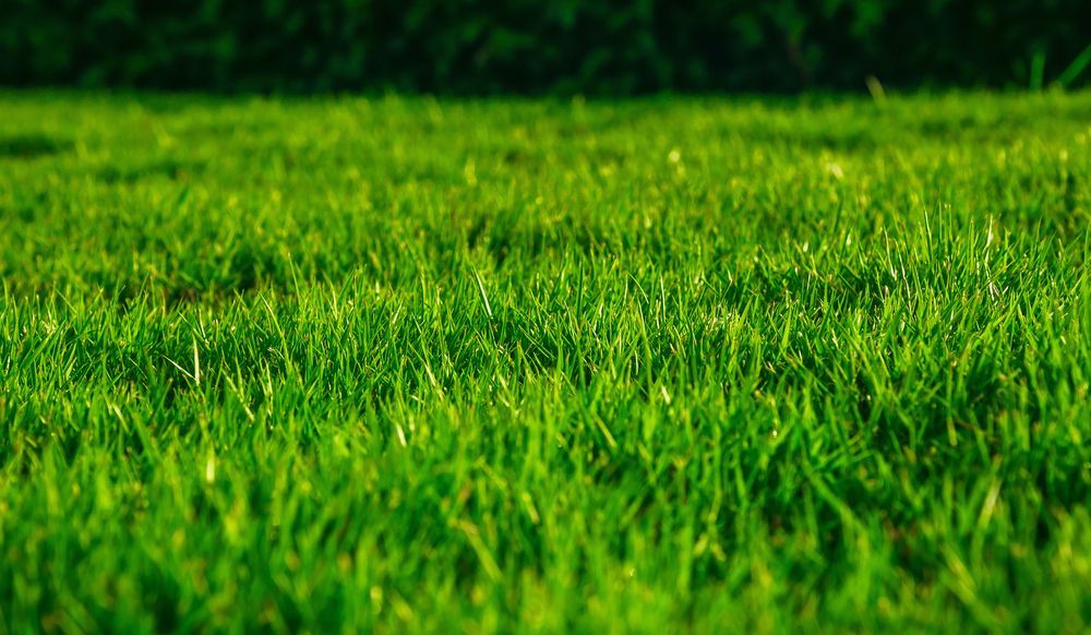 A Close Up of a Lush Green Field of Grass — Ballina Turf Farm in Wardell, NSW
